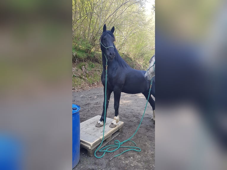 Barockpinto Valack 4 år 170 cm Pinto in Bramberg am Wildkogel