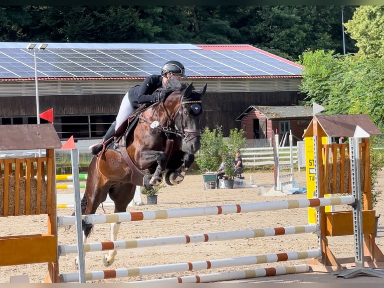 Barockpinto Wallach 10 Jahre 157 cm Schecke in Großostheim