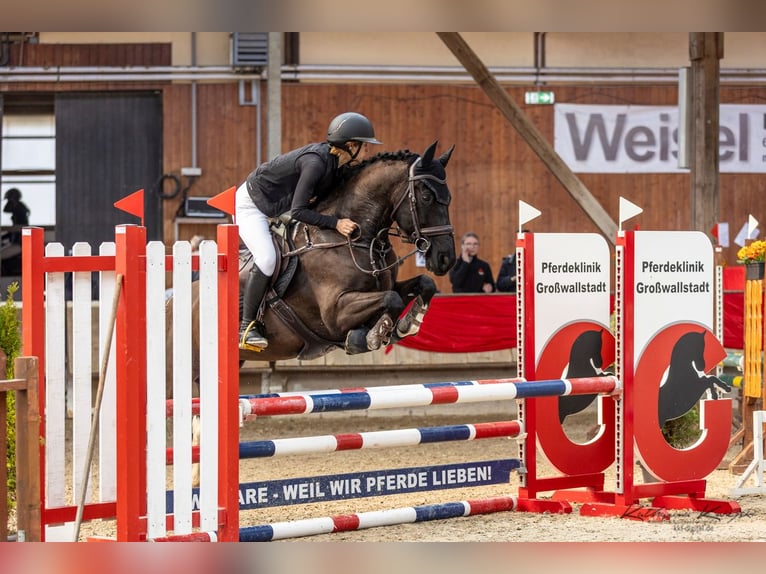 Barockpinto Wallach 10 Jahre 157 cm Schecke in Großostheim