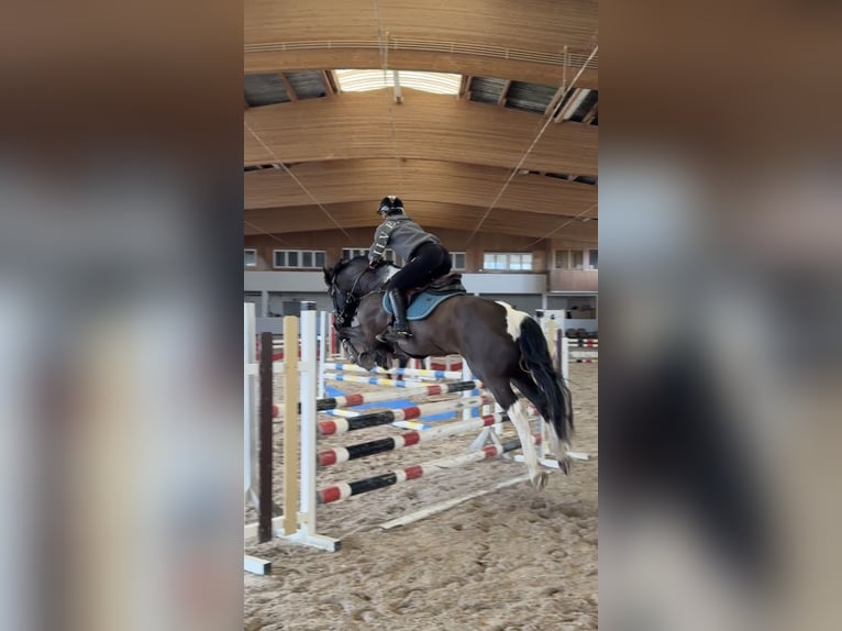 Barockpinto Wallach 10 Jahre 157 cm Schecke in Großostheim