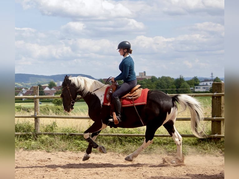 Barockpinto Wallach 10 Jahre 160 cm Schecke in Bad Wimpfen