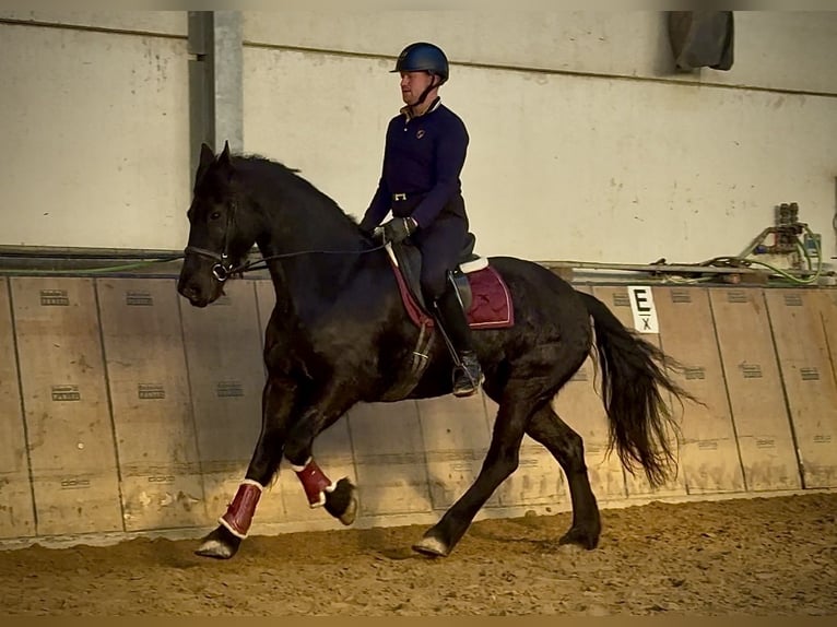 Barockpinto Wallach 11 Jahre 157 cm Rappe in Neustadt (Wied)