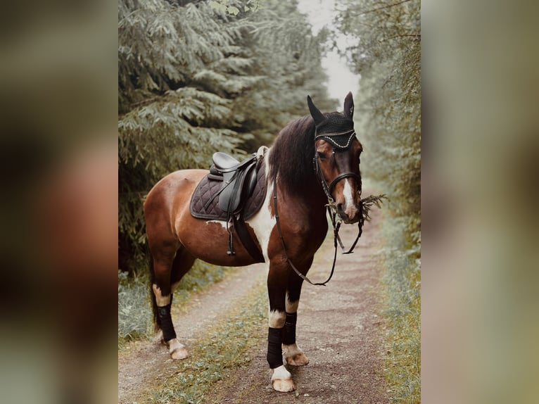 Barockpinto Wallach 11 Jahre 160 cm Schecke in Hohenau