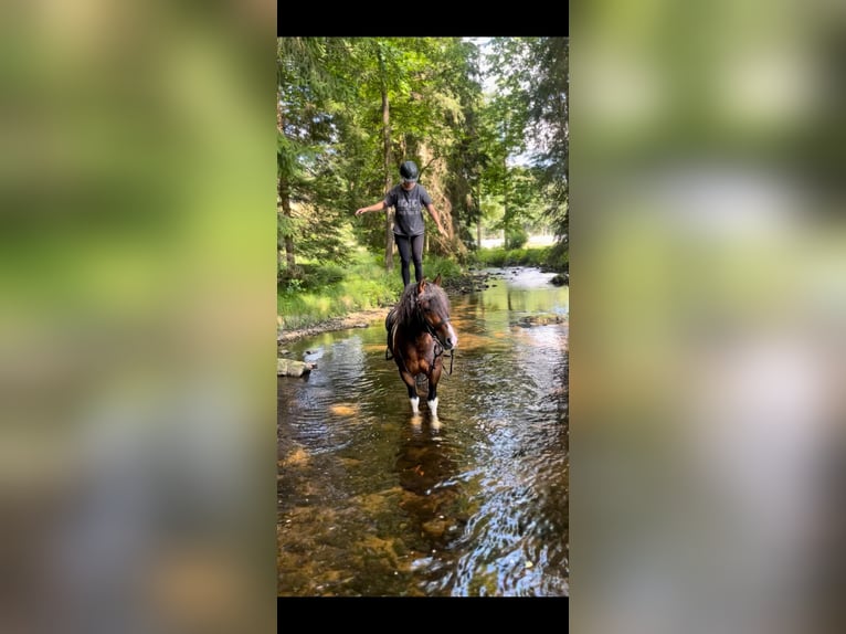 Barockpinto Wallach 12 Jahre 160 cm Schecke in Hohenau