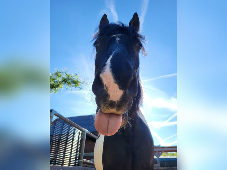 Barockpinto Wallach 12 Jahre 171 cm Tobiano-alle-Farben in Messenkamp