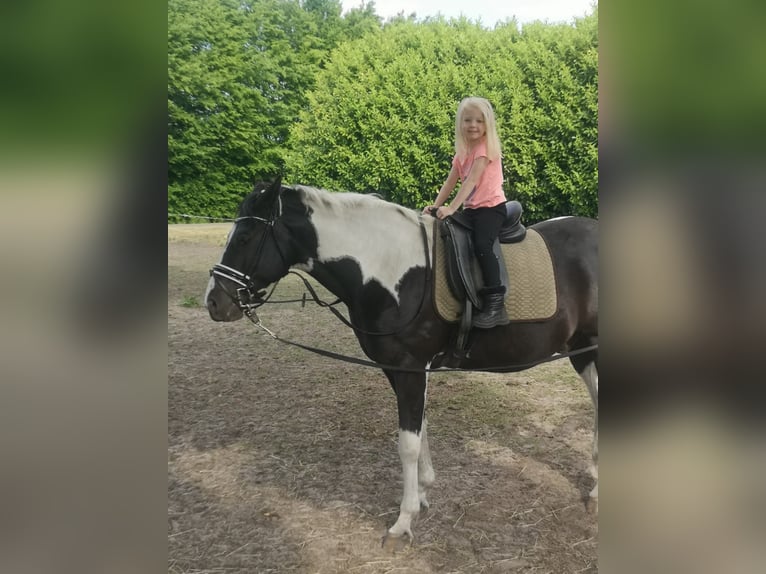 Barockpinto Mix Wallach 13 Jahre 146 cm  in Oude Pekela