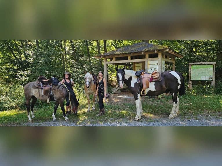 Barockpinto Wallach 14 Jahre 156 cm Schecke in Linkenbach