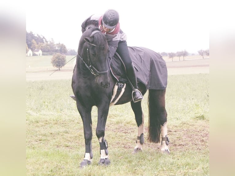 Barockpinto Wallach 17 Jahre 160 cm in Dinkelsb&#xFC;hl
