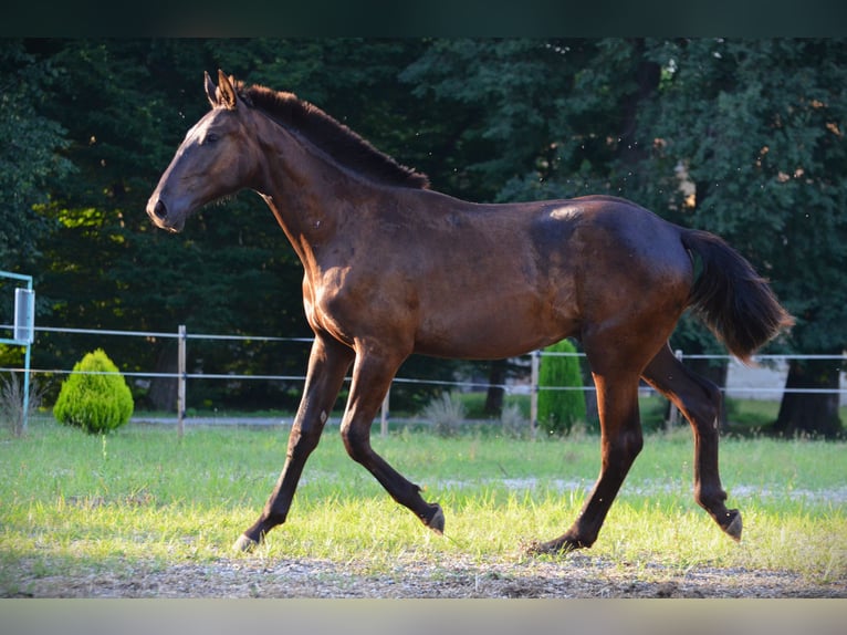 Barockpinto Wallach 1 Jahr 170 cm Rappe in Ptuj