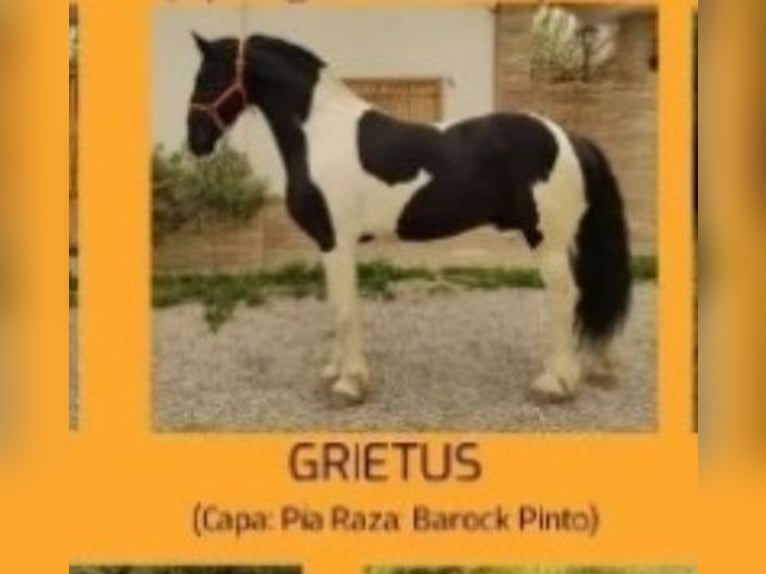 Barockpinto Wallach 2 Jahre 163 cm Rappe in Cartagena