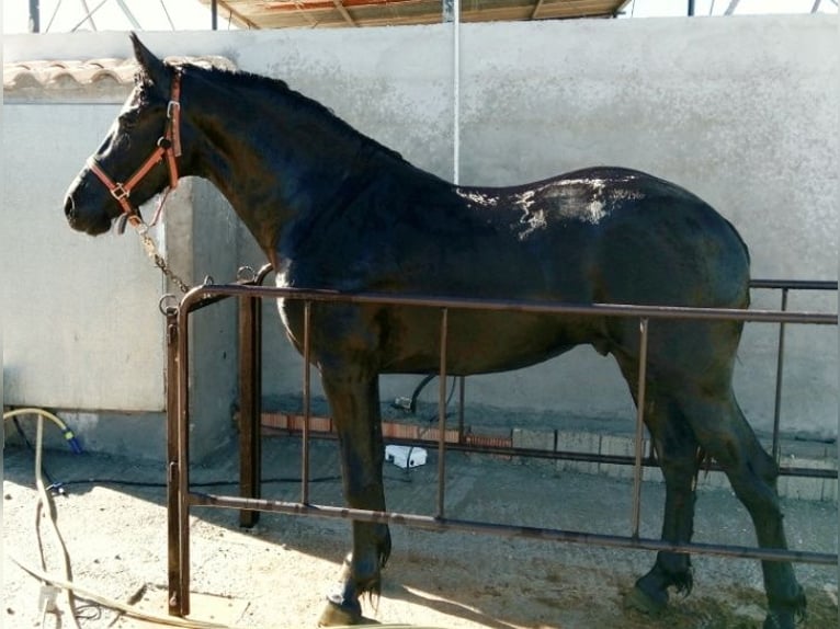 Barockpinto Wallach 2 Jahre 163 cm Rappe in Cartagena