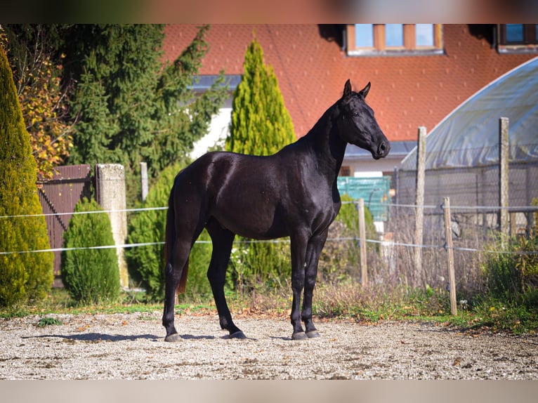 Barockpinto Wallach 2 Jahre 170 cm Rappe in Ptuj