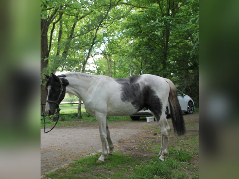 Barockpinto Wallach 2 Jahre 170 cm Schecke in Hoogstede