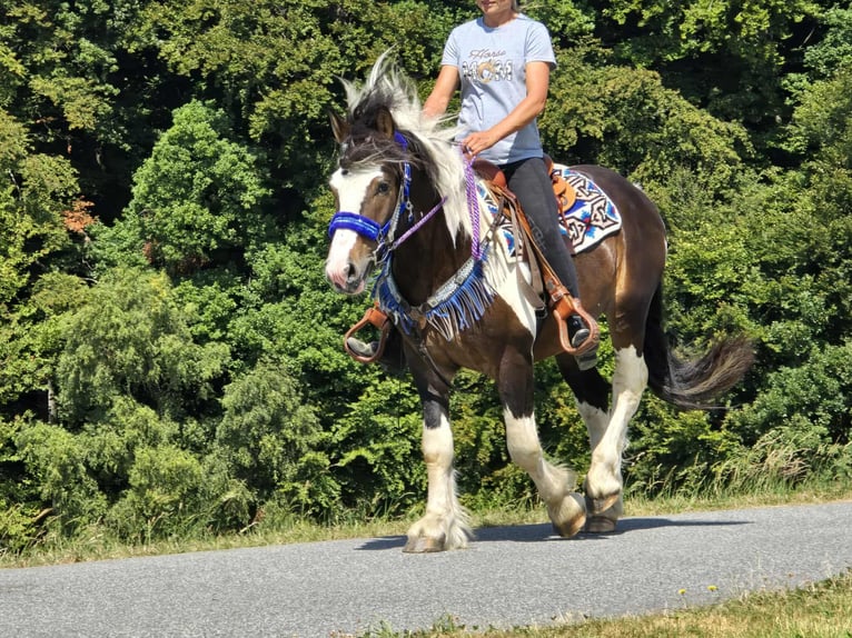 Barockpinto Mix Wallach 3 Jahre 150 cm Schecke in Linkenbach