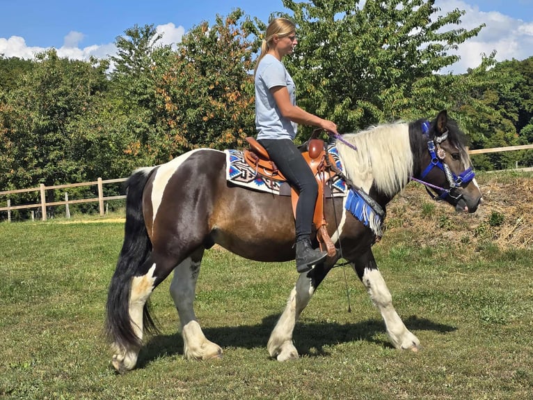 Barockpinto Mix Wallach 3 Jahre 150 cm Schecke in Linkenbach