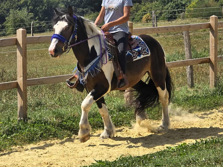 Barockpinto Mix Wallach 3 Jahre 150 cm Schecke in Linkenbach