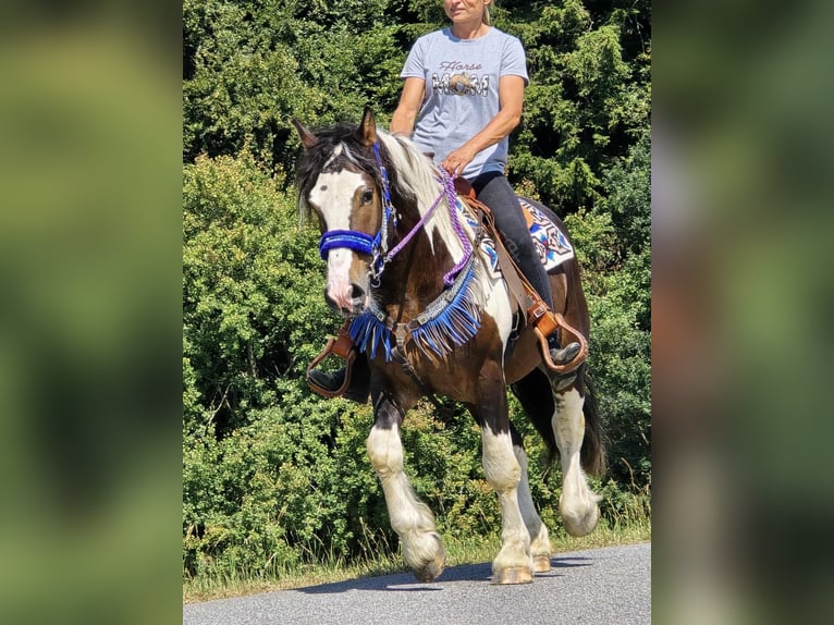 Barockpinto Mix Wallach 3 Jahre 150 cm Schecke in Linkenbach