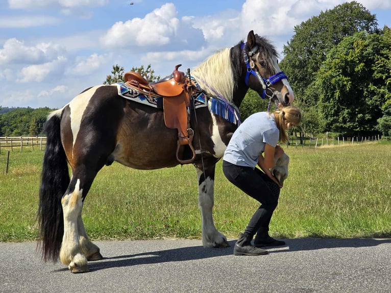 Barockpinto Mix Wallach 3 Jahre 150 cm Schecke in Linkenbach