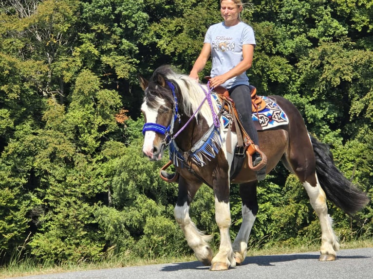 Barockpinto Mix Wallach 3 Jahre 150 cm Schecke in Linkenbach