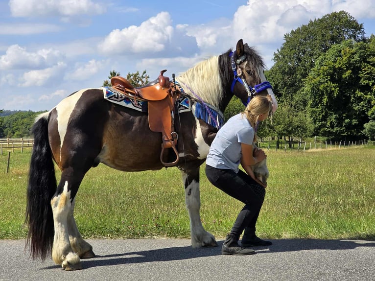 Barockpinto Mix Wallach 3 Jahre 150 cm Schecke in Linkenbach