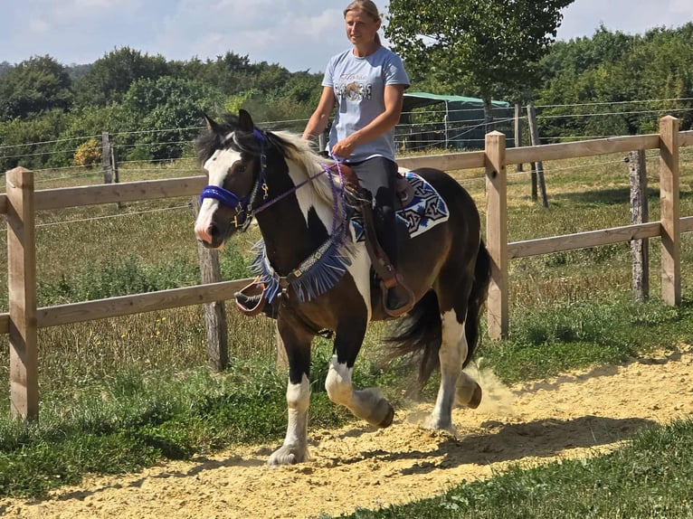 Barockpinto Mix Wallach 3 Jahre 150 cm Schecke in Linkenbach