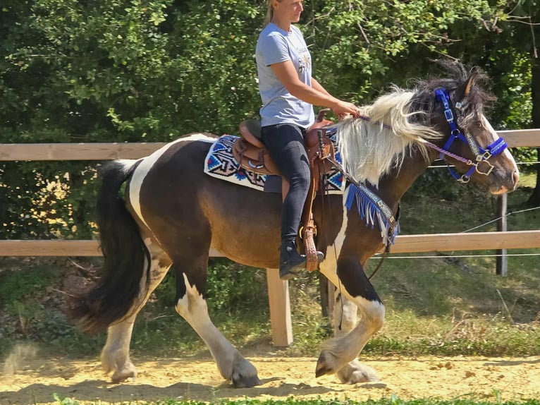 Barockpinto Mix Wallach 3 Jahre 150 cm Schecke in Linkenbach