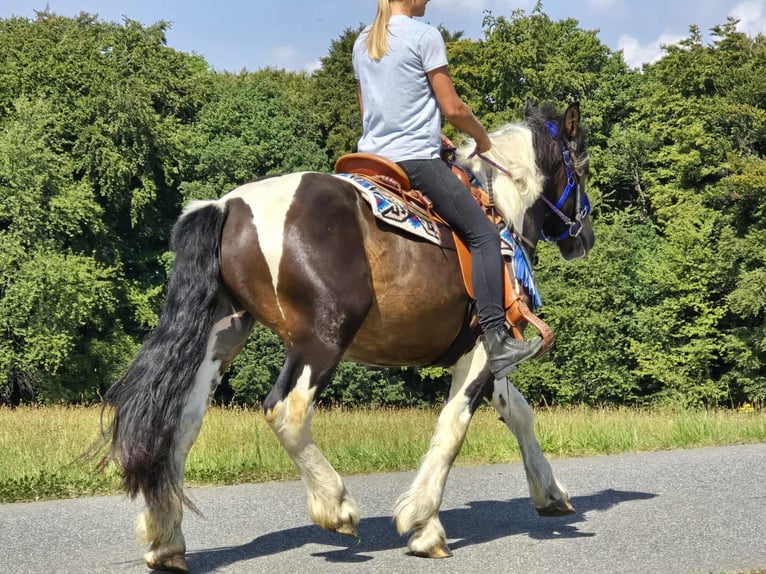 Barockpinto Mix Wallach 3 Jahre 150 cm Schecke in Linkenbach