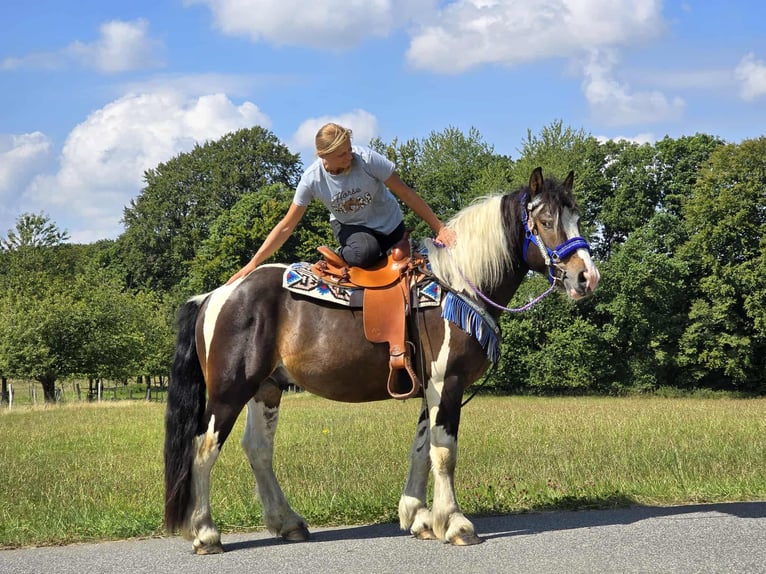 Barockpinto Mix Wallach 3 Jahre 150 cm Schecke in Linkenbach