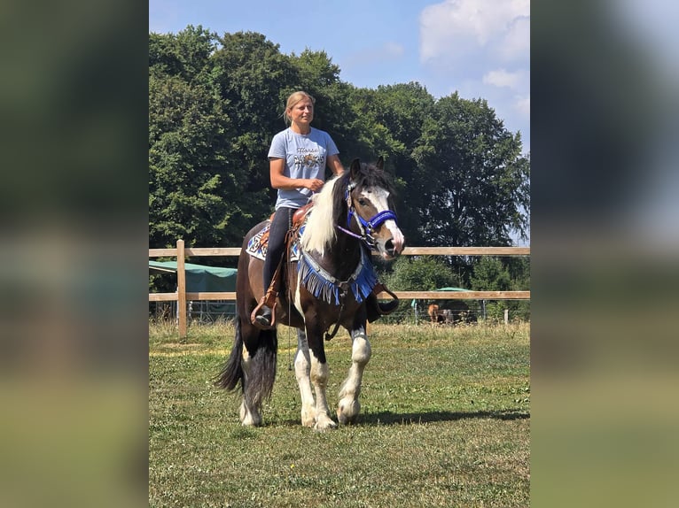 Barockpinto Mix Wallach 3 Jahre 150 cm Schecke in Linkenbach
