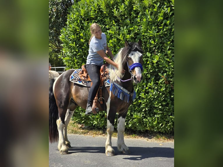 Barockpinto Mix Wallach 3 Jahre 150 cm Schecke in Linkenbach