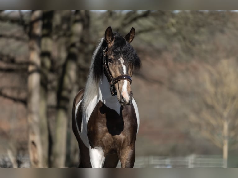 Barockpinto Mix Wallach 3 Jahre 155 cm Schecke in Windhagen