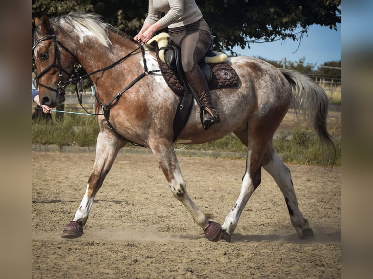 Barockpinto Mix Wallach 4 Jahre 157 cm  in Blumenthal