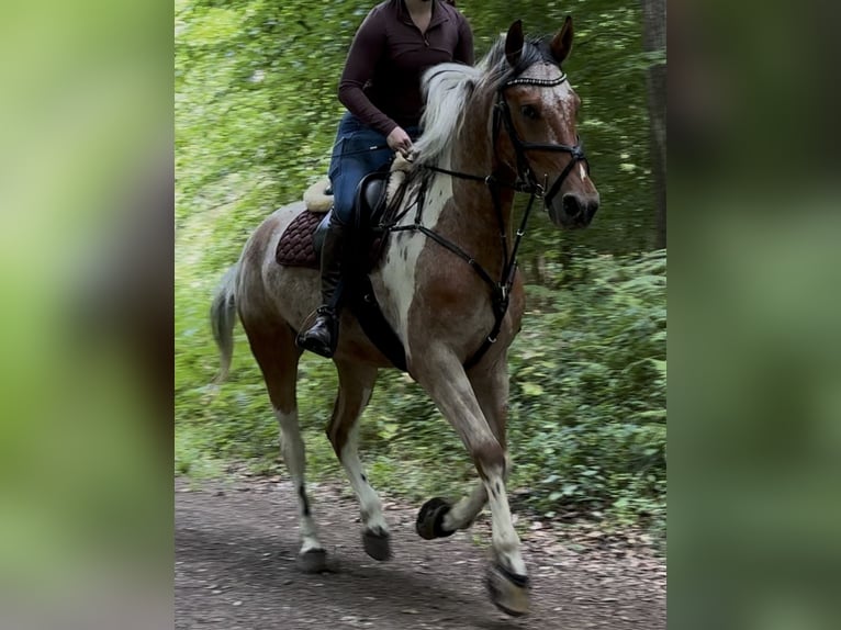 Barockpinto Mix Wallach 4 Jahre 157 cm  in Blumenthal