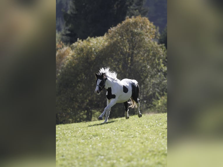 Barockpinto Wallach 4 Jahre 158 cm Schecke in Bad Kleinkirchheim