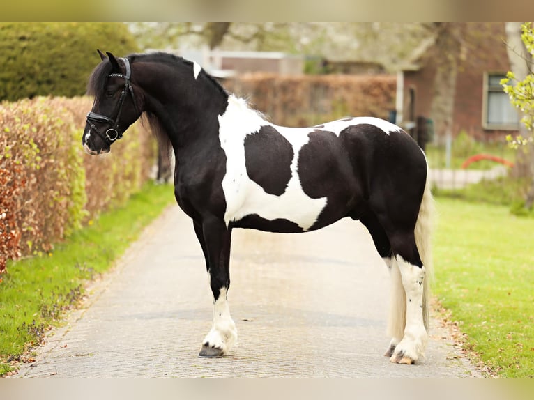 Barockpinto Wallach 4 Jahre 162 cm Schecke in Marum