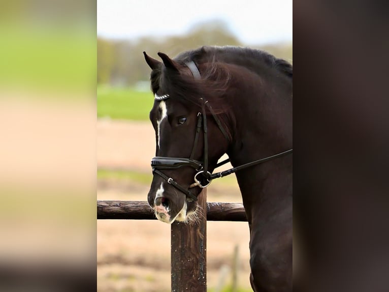 Barockpinto Wallach 4 Jahre 162 cm Schecke in Marum