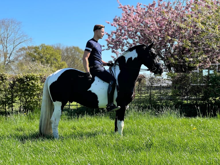 Barockpinto Wallach 4 Jahre 162 cm Schecke in Marum
