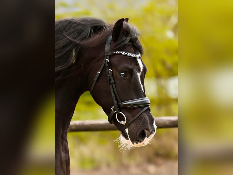 Barockpinto Wallach 4 Jahre 162 cm Schecke in Marum