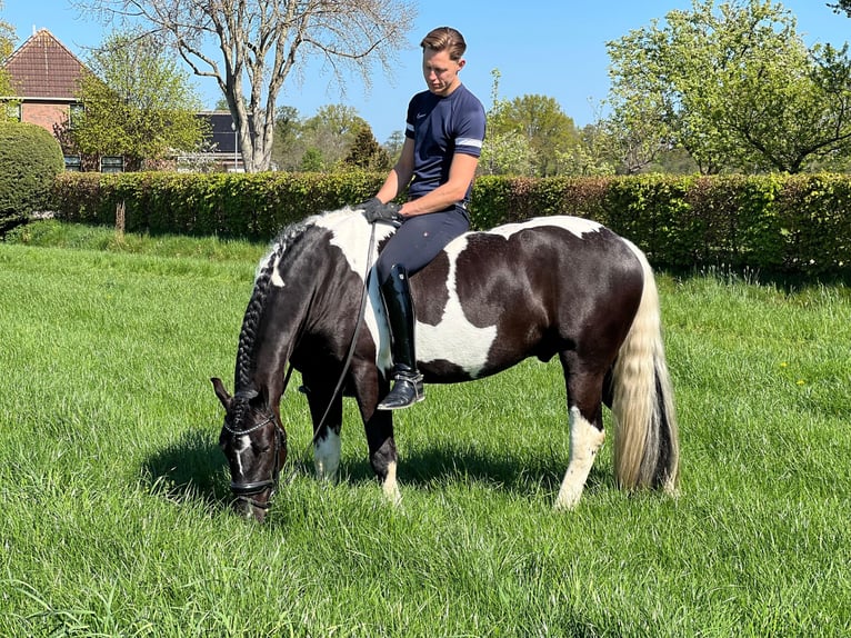 Barockpinto Wallach 4 Jahre 162 cm Schecke in Marum