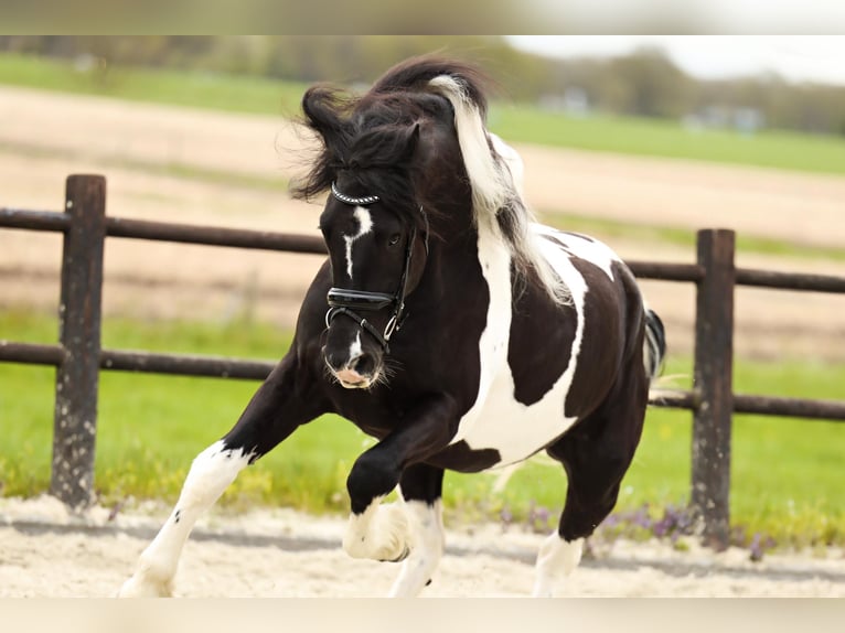 Barockpinto Wallach 4 Jahre 162 cm Schecke in Marum