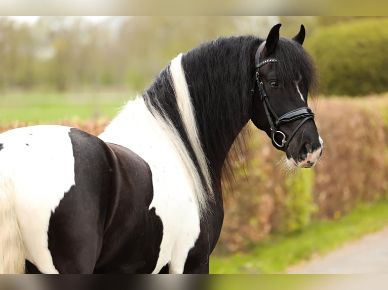 Barockpinto Wallach 4 Jahre 162 cm Schecke in Marum