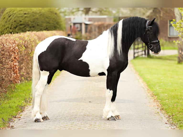 Barockpinto Wallach 4 Jahre 162 cm Schecke in Marum