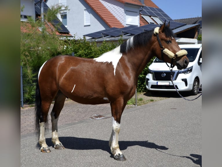 Barockpinto Mix Wallach 4 Jahre 164 cm Schecke in Bretten