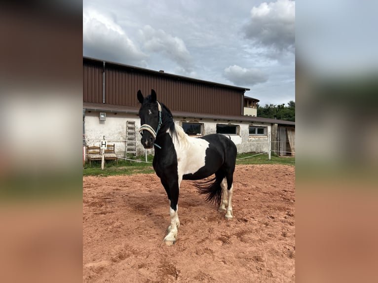 Barockpinto Wallach 4 Jahre 164 cm Schecke in Schmelz