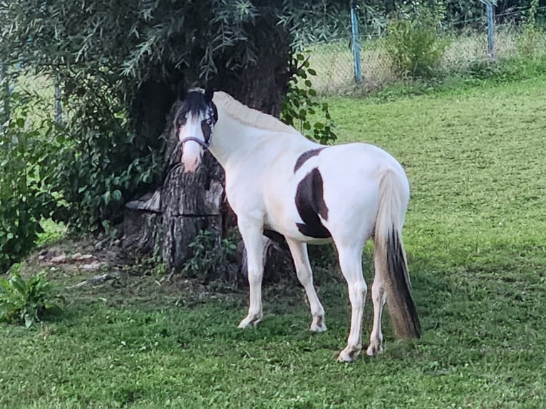 Barockpinto Mix Wallach 5 Jahre 155 cm Schecke in Mainburg