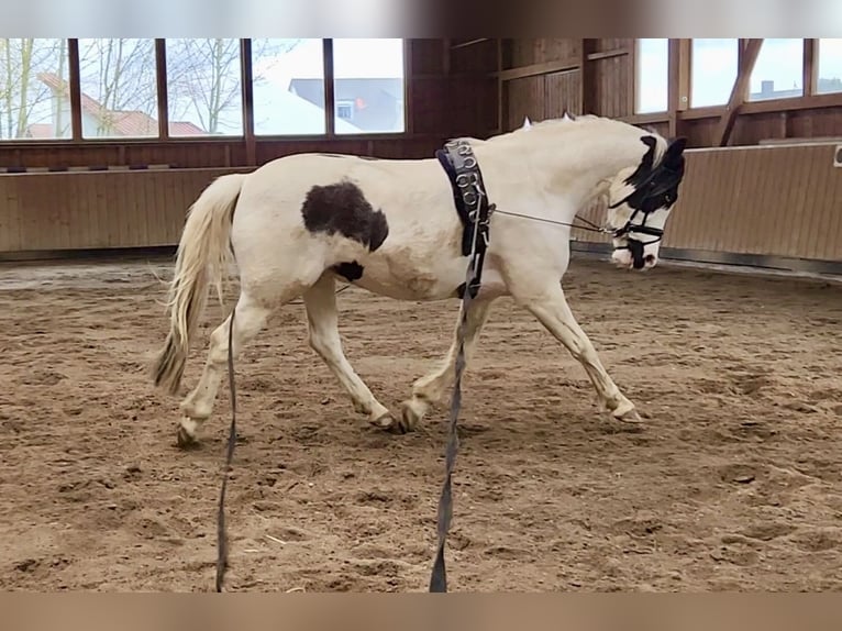 Barockpinto Mix Wallach 5 Jahre 155 cm Schecke in Mainburg