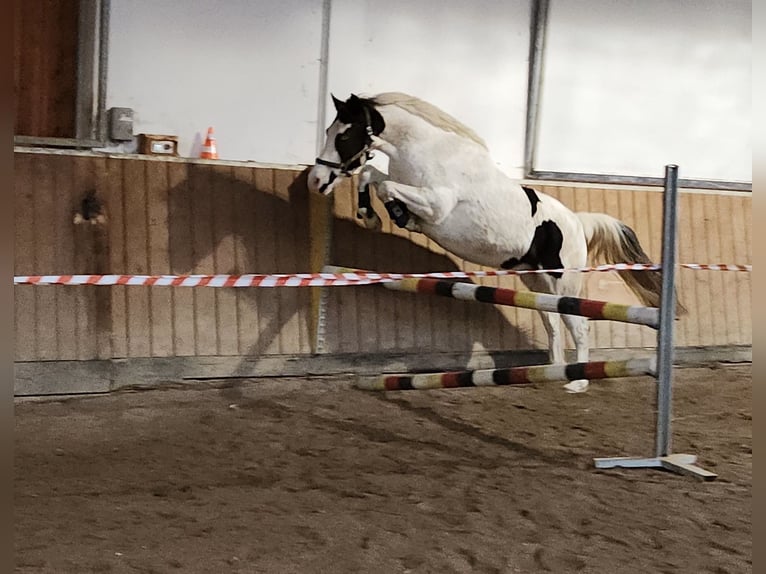 Barockpinto Mix Wallach 5 Jahre 155 cm Schecke in Mainburg