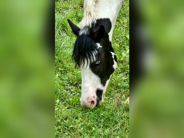 Barockpinto Mix Wallach 5 Jahre 155 cm Schecke in Mainburg
