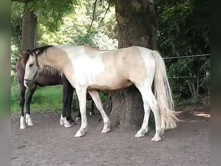 Barockpinto Wallach 5 Jahre 158 cm Buckskin in Zschortau