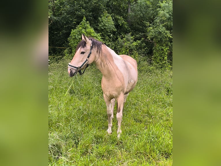 Barockpinto Wallach 5 Jahre 158 cm Buckskin in Zschortau